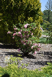 Candy Lights Azalea (Rhododendron 'Candy Lights') at Golden Acre Home & Garden