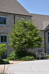 Korean Mountain Ash (Sorbus alnifolia) at Lakeshore Garden Centres