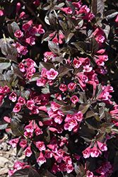 Tango Weigela (Weigela florida 'Tango') at Green Thumb Garden Centre