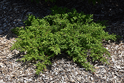 Copper Delight Juniper (Juniperus communis 'ReeDak') at Lakeshore Garden Centres