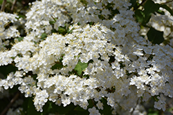 Mongolian Deutzia (Deutzia parviflora) at Lakeshore Garden Centres