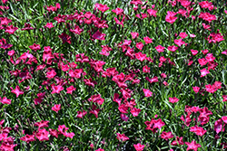 Beauties Kahori Scarlet Pinks (Dianthus 'Kahori Scarlet') at Peter Knippel Garden Centre