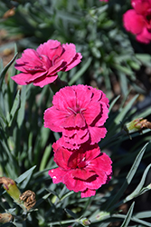 EverLast Dark Pink Pinks (Dianthus 'EverLast Dark Pink') at Lakeshore Garden Centres