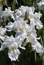 Immortality Iris (Iris 'Immortality') at A Very Successful Garden Center