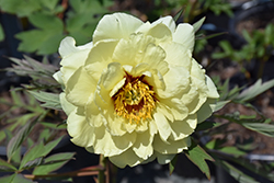 High Noon Tree Peony (Paeonia suffruticosa 'High Noon') at Peter Knippel Garden Centre