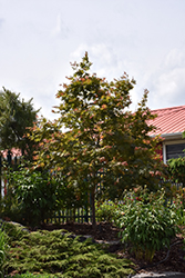 North Wind Japanese Maple (Acer 'IsINW') at Lakeshore Garden Centres