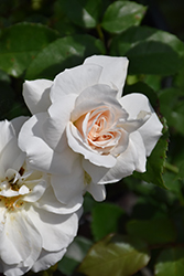 Champagne Wishes Rose (Rosa 'BAIcham') at A Very Successful Garden Center