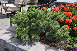 Kinpo Japanese White Pine (Pinus parviflora 'Kinpo') at Lakeshore Garden Centres