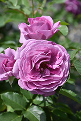 Violet's Pride Rose (Rosa 'WEKwibysicpep') at Lakeshore Garden Centres