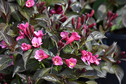 Merlot Rose Weigela (Weigela florida 'Merlot Rose') at Lakeshore Garden Centres