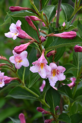 Sonic Bloom Pure Pink Reblooming Weigela (Weigela florida 'SMNWFRP') at Lakeshore Garden Centres