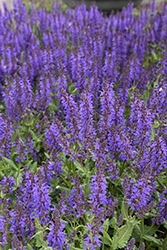 Viola Klose Sage (Salvia x sylvestris 'Viola Klose') at Lakeshore Garden Centres