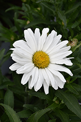 Daisy May Shasta Daisy (Leucanthemum x superbum 'Daisy Duke') at Lakeshore Garden Centres