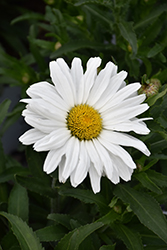 Daisy May Shasta Daisy (Leucanthemum x superbum 'Daisy Duke') at Mainescape Nursery