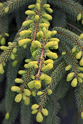 Golden Black Spruce (Picea mariana 'Aurea') at Lakeshore Garden Centres