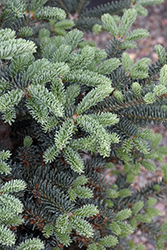 Tyler Blue Balsam Fir (Abies balsamea 'Tyler Blue') at Lakeshore Garden Centres