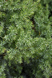 Star Power Juniper (Juniperus 'J.N. Select Blue') at Golden Acre Home & Garden