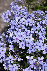 Chattahoochee Phlox (Phlox divaricata 'Chattahoochee') at Lakeshore Garden Centres