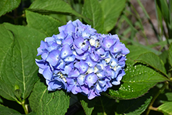 Nantucket Blue Hydrangea (Hydrangea macrophylla 'Grenan') at Lakeshore Garden Centres