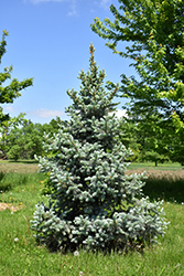 All Spruced Up Blue Spruce (Picea pungens 'All Spruced Up') at Lakeshore Garden Centres