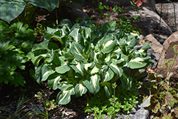 Regal Twist Hosta (Hosta 'Regal Twist') at Lakeshore Garden Centres