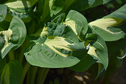 Regal Twist Hosta (Hosta 'Regal Twist') at Lakeshore Garden Centres