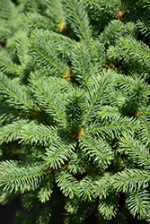 Meyer's Blue Spruce (Picea meyeri) at Lakeshore Garden Centres