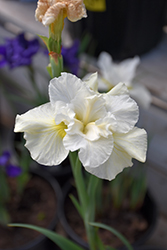 Swallowtail Siberian Iris (Iris sibirica 'Swallowtail') at Lakeshore Garden Centres