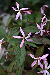 Pink Profusion Bowman's Root (Gillenia trifoliata 'Pink Profusion') at Lakeshore Garden Centres