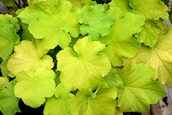 Guacamole Coral Bells (Heuchera 'Guacamole') at Lakeshore Garden Centres