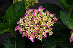 Seaside Serenade Cape Cod Hydrangea (Hydrangea macrophylla 'HMUPSI') at Lakeshore Garden Centres