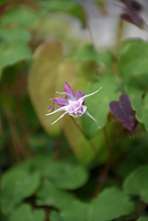 Dark Beauty Bishop's Hat (Epimedium grandiflorum 'Dark Beauty') at Lakeshore Garden Centres