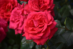 Super Hero Rose (Rosa 'Super Hero') at Lakeshore Garden Centres