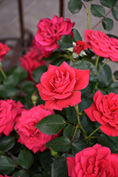 Super Hero Rose (Rosa 'Super Hero') at Lakeshore Garden Centres