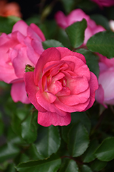 Sunrise Sunset Rose (Rosa 'Sunrise Sunset') at Lakeshore Garden Centres