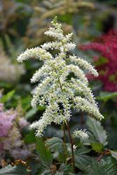 Cappuccino Astilbe (Astilbe x arendsii 'Cappuccino') at Golden Acre Home & Garden
