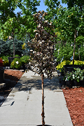 Summer Wine Ninebark (tree form) (Physocarpus opulifolius 'Seward') at A Very Successful Garden Center