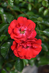 Flower Carpet Scarlet Rose (Rosa 'Flower Carpet Scarlet') at Green Thumb Garden Centre