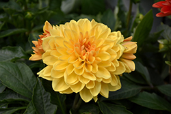 Dalina Grande Romero Dahlia (Dahlia 'Dalina Grande Romero') at Lakeshore Garden Centres