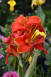 Cannova Red Flame Canna (Canna 'Cannova Red Flame') at Lakeshore Garden Centres