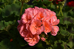 Americana Salmon Geranium (Pelargonium 'Americana Salmon') at Lakeshore Garden Centres