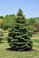 Black Hills Spruce (Picea glauca var. densata) at Golden Acre Home & Garden