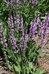 Ballet Rose Rhapsody Sage (Salvia pratensis 'Rose Rhapsody') at Lakeshore Garden Centres