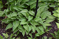 Allan P. McConnell Hosta (Hosta 'Allan P. McConnell') at Lakeshore Garden Centres