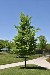 Magnifica Hackberry (Celtis 'Magnifica') at Lakeshore Garden Centres