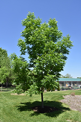 Northern Treasure Hybrid Ash (Fraxinus 'Northern Treasure') at Lakeshore Garden Centres