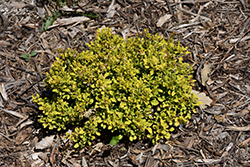 First Editions Daybreak Japanese Barberry (Berberis thunbergii 'Daybreak') at Lakeshore Garden Centres