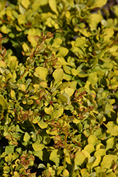 First Editions Daybreak Japanese Barberry (Berberis thunbergii 'Daybreak') at Lakeshore Garden Centres