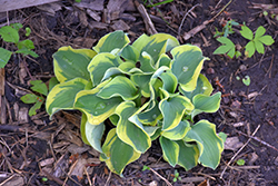 Mini Skirt Hosta (Hosta 'Mini Skirt') at Peter Knippel Garden Centre