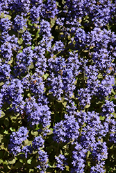 Common Bugleweed (Ajuga reptans) at Lakeshore Garden Centres